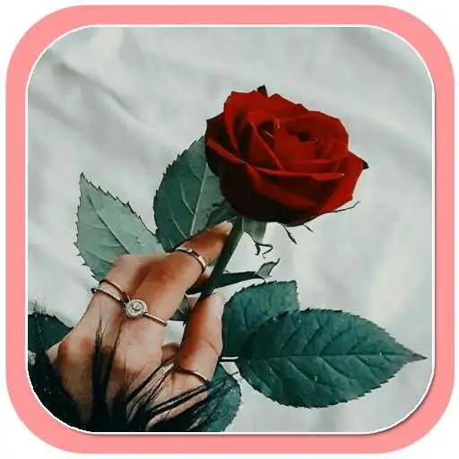 Play Red Rose Flowers Wallpaper APK Play Red Rose Flowers Wallpaper APK