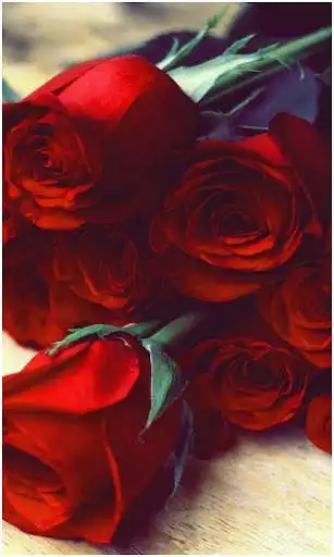 Play Red Rose Flowers Wallpaper  and enjoy Red Rose Flowers Wallpaper with UptoPlay