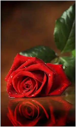 Play Red Rose Flowers Wallpaper as an online game Red Rose Flowers Wallpaper with UptoPlay