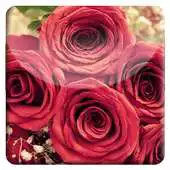 Free play online Red Rose HD LiveWallpaper APK Free play online Red Rose HD LiveWallpaper APK