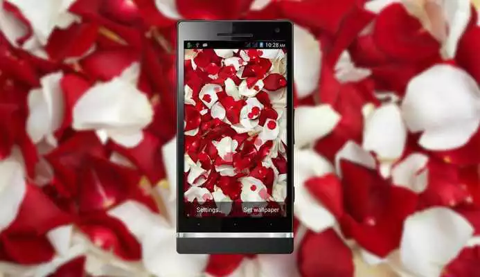Play Red Rose HD LiveWallpaper