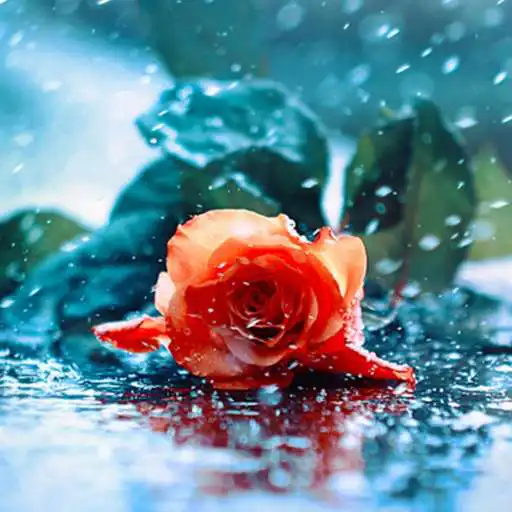 Play Red Rose Live Wallpaper Free APK