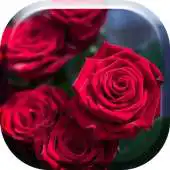 Free play online Red Roses Flowers HD APK Free play online Red Roses Flowers HD APK