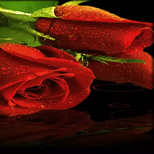Free play online Red Roses Live Wallpaper APK