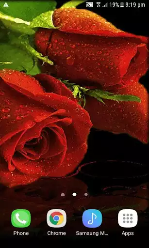 Play Red Roses Live Wallpaper Play Red Roses Live Wallpaper