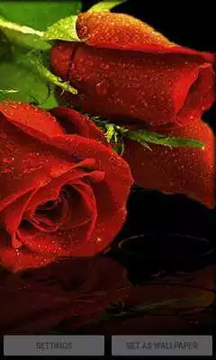 Play Red Roses Live Wallpaper Play Red Roses Live Wallpaper