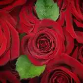 Free play online Red Roses Wallpapers APK