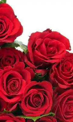 Play Red Roses Wallpapers Play Red Roses Wallpapers