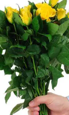 Play Red Roses Wallpapers Play Red Roses Wallpapers