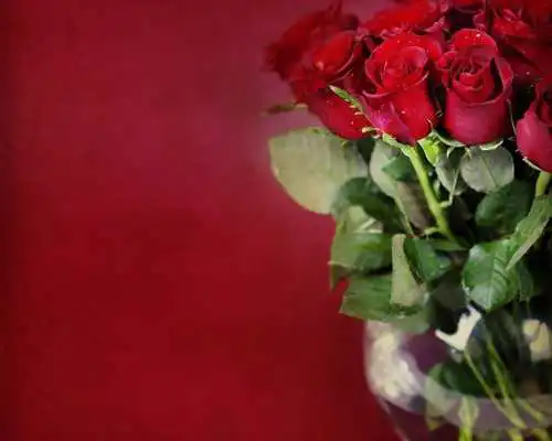 Play Red Roses Wallpapers Play Red Roses Wallpapers