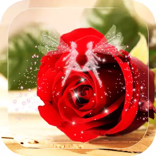 Play red rose wallpaper APK Play red rose wallpaper APK