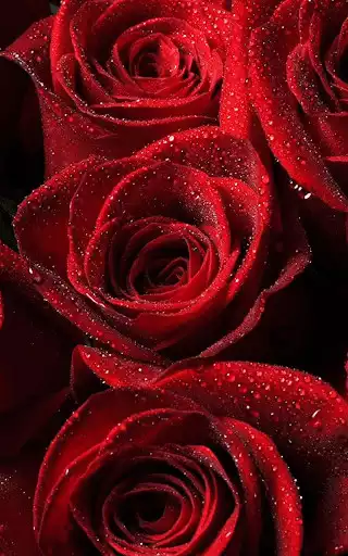 Play red rose wallpaper  and enjoy red rose wallpaper with UptoPlay