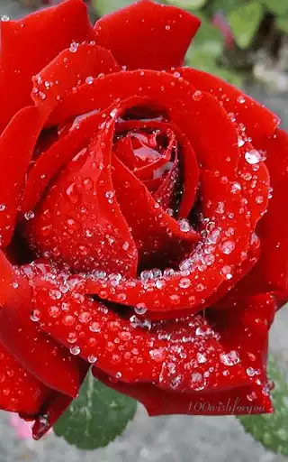Play red rose wallpaper as an online game red rose wallpaper with UptoPlay