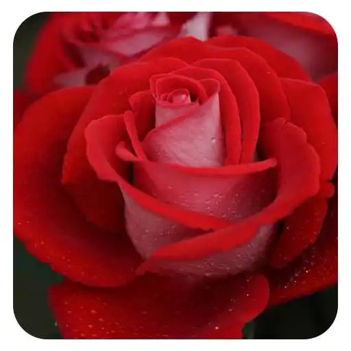 Play Red rose wallpapers FULL HD APK Play Red rose wallpapers FULL HD APK
