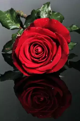 Play Red Rose Wallpapers  and enjoy Red Rose Wallpapers with UptoPlay