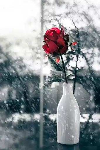 Play Red Rose Wallpapers as an online game Red Rose Wallpapers with UptoPlay