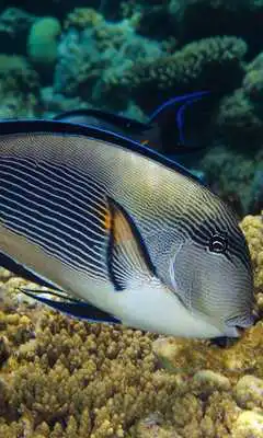 Play Red Sea Fish Live Wallpaper