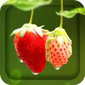 Free play online Red Strawberry APK