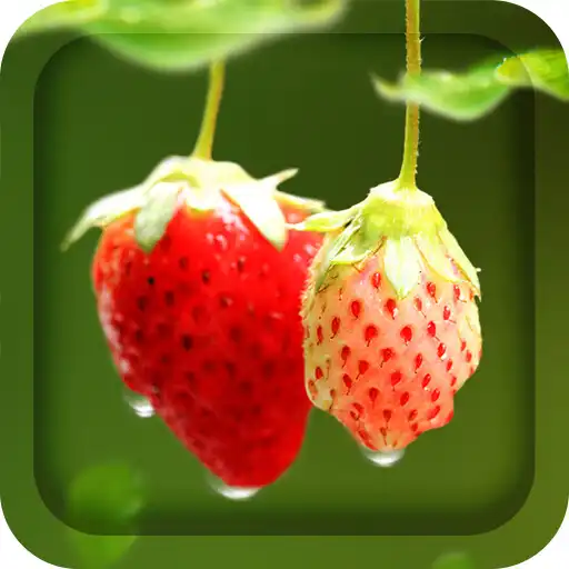 Play Red Strawberry Live Wallpaper APK