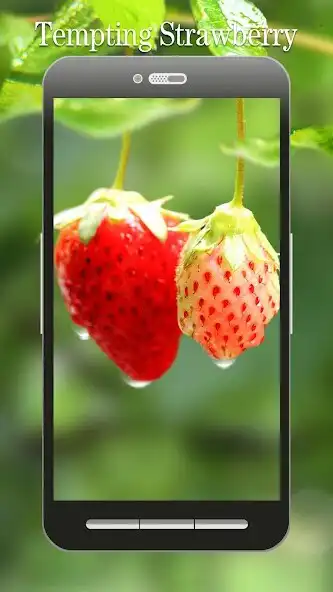 Play Red Strawberry Live Wallpaper  and enjoy Red Strawberry Live Wallpaper with UptoPlay
