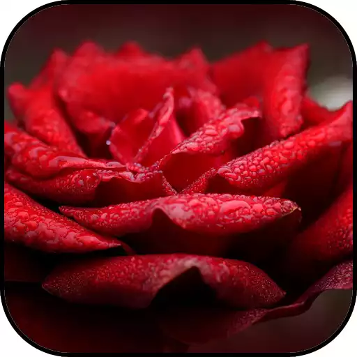 Free play online Red Wallpapers APK Free play online Red Wallpapers APK