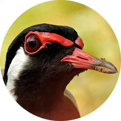 Play Red-wattled lapwing Bird Sounds APK Play Red-wattled lapwing Bird Sounds APK