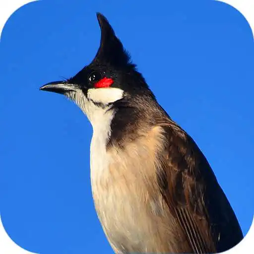Play Red-whiskered bulbul APK Play Red-whiskered bulbul APK