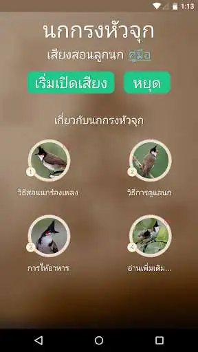 Play Red-whiskered bulbul as an online game Red-whiskered bulbul with UptoPlay