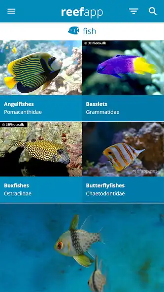 Play Reef App - Encyclopedia as an online game Reef App - Encyclopedia with UptoPlay