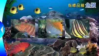 Play Reef Check Hong Kong 香港珊瑚礁普查 as an online game online Reef Check Hong Kong 香港珊瑚礁普查 with UptoPlay Play Reef Check Hong Kong 香港珊瑚礁普查 as an online game Reef Check Hong Kong 香港珊瑚礁普查 with UptoPlay