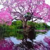 Free play online Reflective Pink Tree Live Wall APK