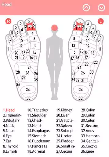 Play Reflexology chart  and enjoy Reflexology chart with UptoPlay