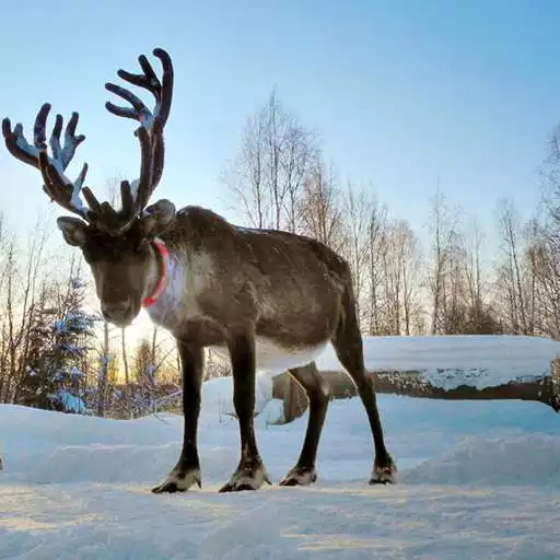 Play Reindeer Wallpaper APK Play Reindeer Wallpaper APK