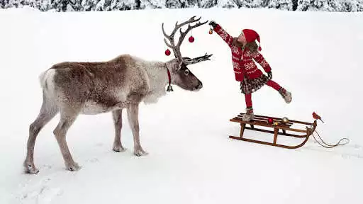 Play Reindeer Wallpaper  and enjoy Reindeer Wallpaper with UptoPlay