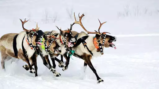 Play Reindeer Wallpaper as an online game Reindeer Wallpaper with UptoPlay