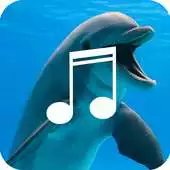 Free play online Relaxing Dolphin Sounds APK