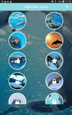 Play Relaxing Dolphin Sounds