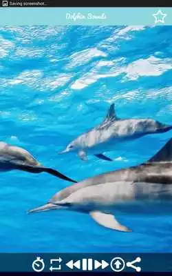 Play Relaxing Dolphin Sounds