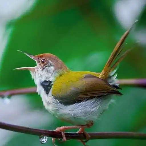 Play Relaxing Music  Birds Singing APK