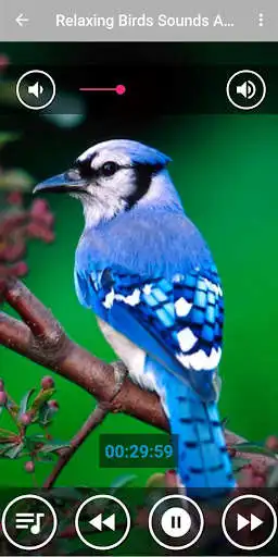 Play Relaxing Music  Birds Singing  and enjoy Relaxing Music  Birds Singing with UptoPlay
