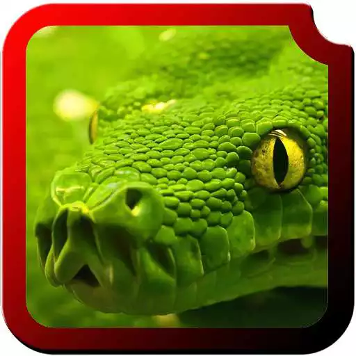 Free play online Reptiles HD Wallpapers  APK