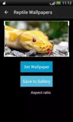Play Reptiles HD Wallpapers Play Reptiles HD Wallpapers