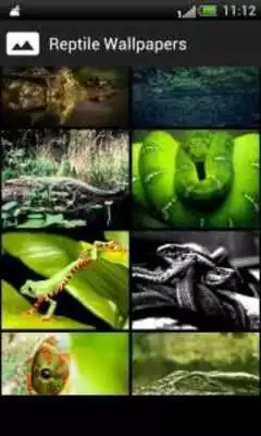 Play Reptiles HD Wallpapers Play Reptiles HD Wallpapers