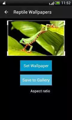 Play Reptiles HD Wallpapers Play Reptiles HD Wallpapers