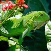 Free play online Reptile Wallpapers APK Free play online Reptile Wallpapers APK