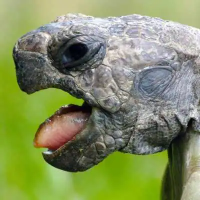 Play Reptile Wallpapers