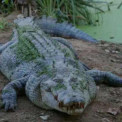 Play Reptile Wallpapers