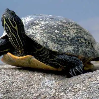 Play Reptile Wallpapers
