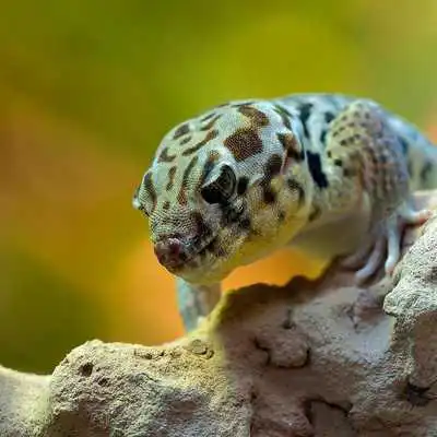 Play Reptile Wallpapers
