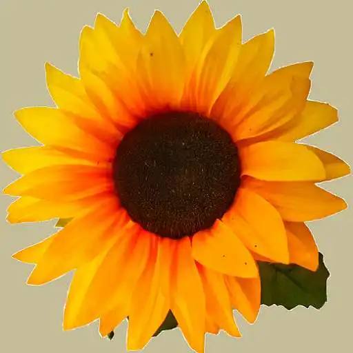 Play Restaurant Person Register APK